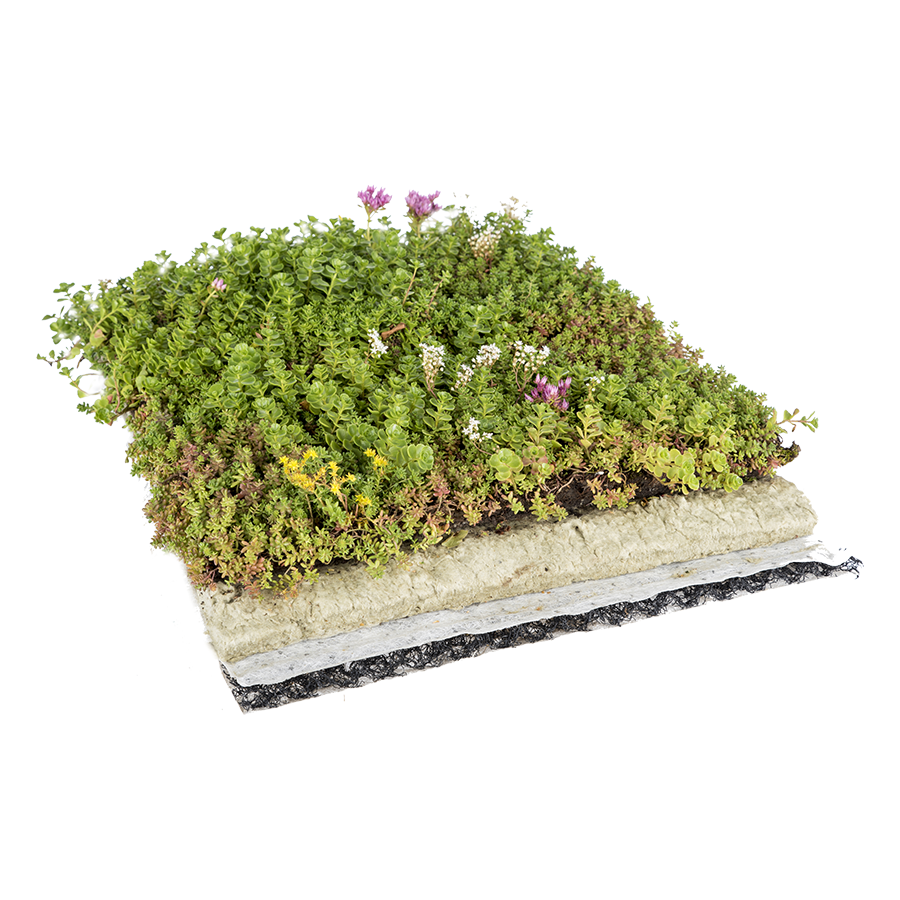 The Green Roof Company Sedum Living Roof Green Roof Suppliers